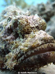 El Diablo!!!
Juvenile Scorpionfish  Portrait... (no crop... by Adolfo Maciocco 